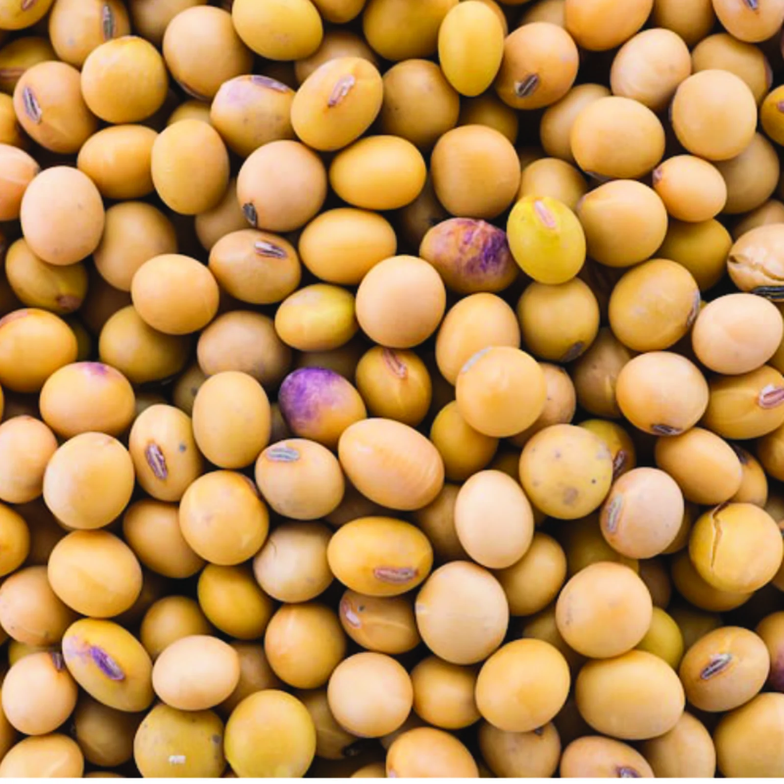 Soya Beans